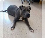 Small Photo #12 American Pit Bull Terrier Puppy For Sale in York, SC, USA