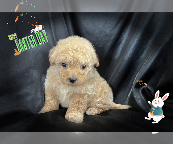 Medium Photo #3 Maltipoo Puppy For Sale in SAN FRANCISCO, CA, USA