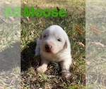 Puppy Moose Great Pyrenees