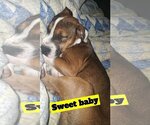 Small Photo #15 American Staffordshire Terrier-Boxer Mix Puppy For Sale in Holly Springs, NC, USA