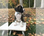 Small Photo #5 Boxer Puppy For Sale in GOSHEN, IN, USA