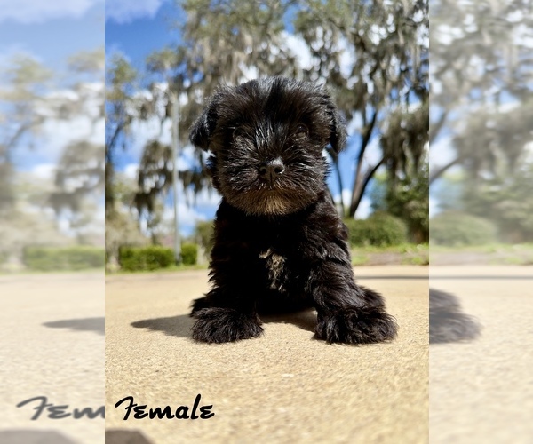 Medium Photo #1 Schnauzer (Miniature) Puppy For Sale in KEYSTONE HEIGHTS, FL, USA