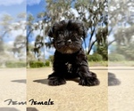 Small Schnauzer (Miniature)