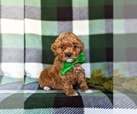 Small Photo #2 Poodle (Toy) Puppy For Sale in NEW PROVIDENCE, PA, USA