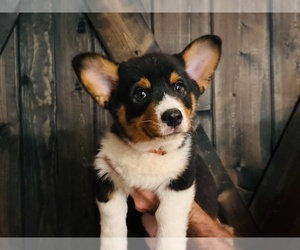 Pembroke Welsh Corgi Puppy for Sale in INGLIS, Florida USA