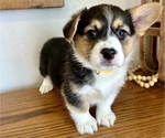 Small Photo #20 Pembroke Welsh Corgi Puppy For Sale in ROCK VALLEY, IA, USA