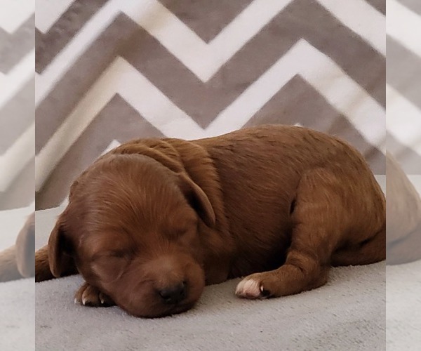 Medium Photo #1 Poodle (Toy) Puppy For Sale in ARTHUR, IL, USA