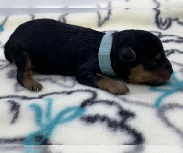 Medium Photo #2 Poodle (Toy)-Yorkshire Terrier Mix Puppy For Sale in FAYETTEVILLE, NC, USA