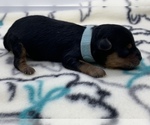 Small Photo #2 Poodle (Toy)-Yorkshire Terrier Mix Puppy For Sale in FAYETTEVILLE, NC, USA