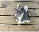Small Photo #10 French Bulldog Puppy For Sale in HILLSBORO, OR, USA
