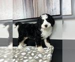 Small #4 Miniature Bernedoodle