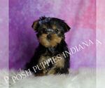 Puppy Tracker Yorkshire Terrier