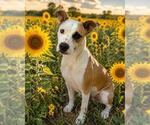 Small Texas Heeler Mix