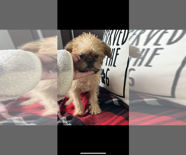 Medium Photo #2 Brussels Griffon Puppy For Sale in NILES, MI, USA