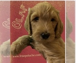 Puppy Puppy 2 Poodle (Standard)-Spinone Italiano Mix