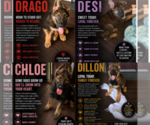 Image preview for Ad Listing. Nickname: Litter of 4