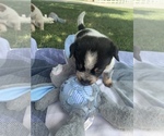 Small Photo #4 Australian Cattle Dog Puppy For Sale in GOSHEN, IN, USA