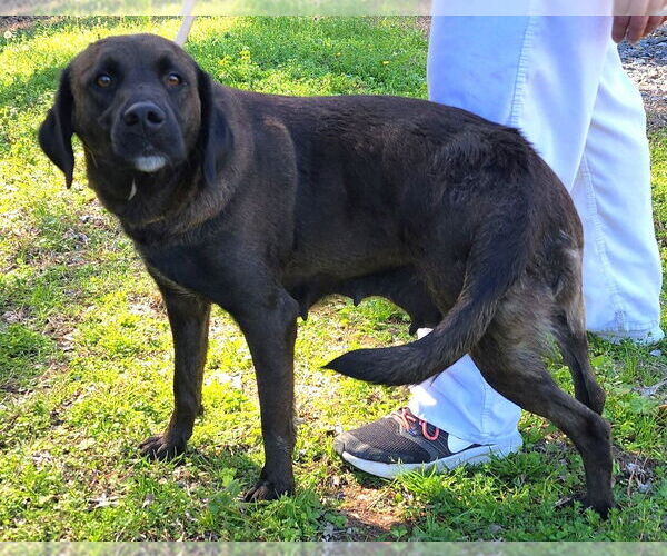 Medium Photo #2 Labrador Retriever-Unknown Mix Puppy For Sale in Wetumpka, AL, USA