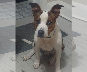 Mutt Dogs for adoption in Cliffwood, NJ, USA