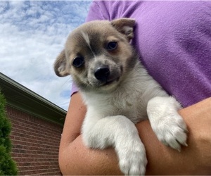 Chiranian Puppy for sale in ARMADA, MI, USA