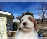 Small Photo #186 Goldendoodle (Miniature) Puppy For Sale in GASTONIA, NC, USA