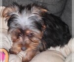 Small Photo #8 Yorkshire Terrier Puppy For Sale in AKRON, OH, USA