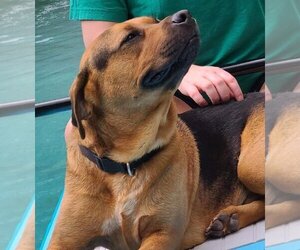 Shepweiller Dogs for adoption in OCALA, FL, USA