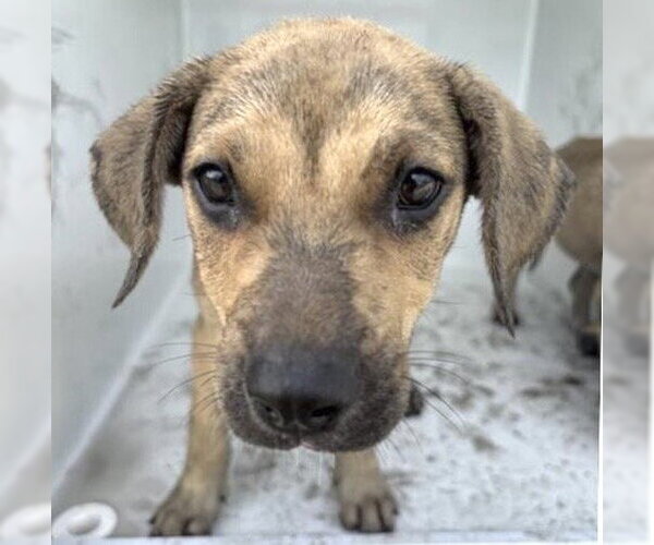 Medium Photo #1 Labrador Retriever-Unknown Mix Puppy For Sale in Houston, TX, USA