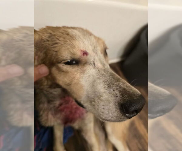 Medium Photo #2 Beagle-Border Collie Mix Puppy For Sale in Pottstown, PA, USA