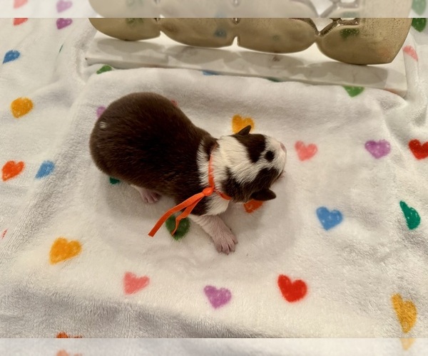 Medium Photo #25 Border Collie Puppy For Sale in MARYVILLE, TN, USA