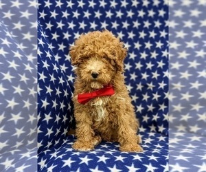 Goldendoodle (Miniature) Puppy for sale in RISING SUN, MD, USA