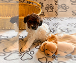 Puppy 5 Poochon