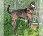 Small #9 Boxer-Plott Hound Mix