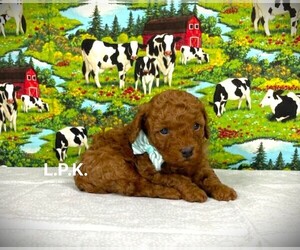 Poodle (Toy) Puppy for sale in WINNSBORO, LA, USA