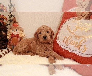 Goldendoodle Puppy for sale in BRIGHTON, MO, USA