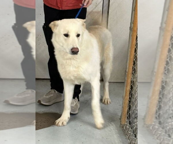 Medium Photo #7 Siberian Husky-white german shepherd Mix Puppy For Sale in Winston Salem, NC, USA