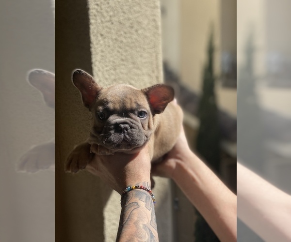 Medium Photo #3 French Bulldog Puppy For Sale in CHULA VISTA, CA, USA