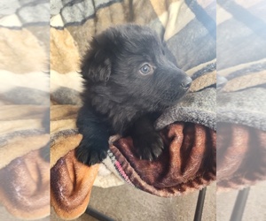 German Shepherd Dog Puppy for sale in LAWRENCEBURG, KY, USA