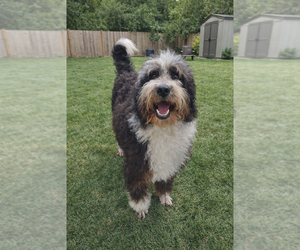 Mother of the Bernedoodle (Miniature) puppies born on 02/25/2026