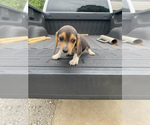Small Photo #1 Beagle Puppy For Sale in HAZEL GREEN, AL, USA