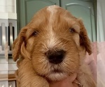 Puppy Puppy 3 Tater Bernedoodle