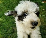 Small #2 Bernedoodle (Miniature)