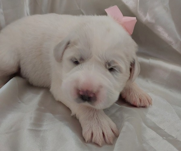 Medium Photo #1 Great Pyrenees Puppy For Sale in BEE SPRING, KY, USA