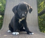 Small #2 English Shepherd-Jack Russell Terrier Mix