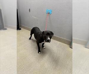 Mutt Dogs for adoption in Las Vegas, NV, USA