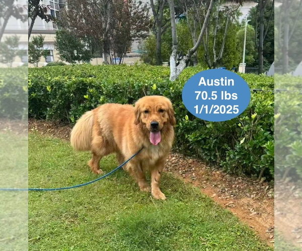 Medium Photo #2 Golden Retriever Puppy For Sale in West Hollywood, CA, USA