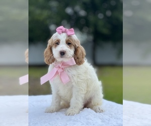 Goldendoodle (Miniature) Puppy for sale in FROSTPROOF, FL, USA