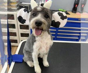 Jimmy - Male Aussiedoodle Miniature  Dog for Adoption - Photo #2