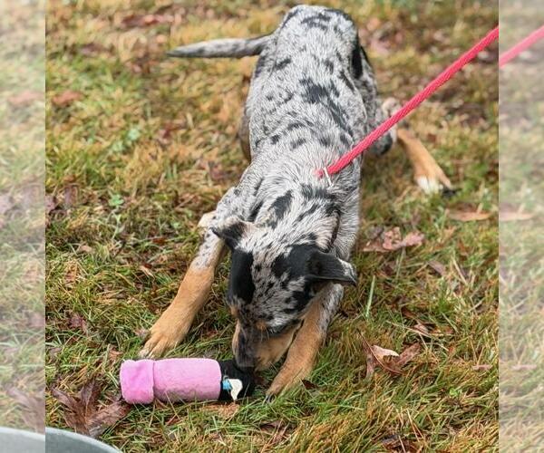 Medium Photo #4 Catahoula Leopard Dog-Labrador Retriever Mix Puppy For Sale in Yardley, PA, USA