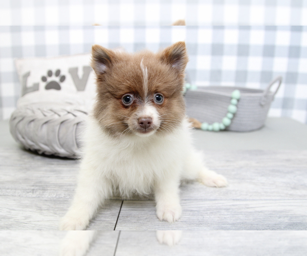 Medium Photo #3 Pomeranian Puppy For Sale in MARIETTA, GA, USA